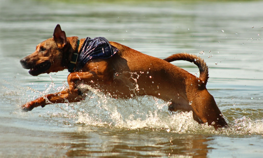 Mountain Cur Dogs Breed - Information, Temperament, Size & Price | Lancaster Puppies