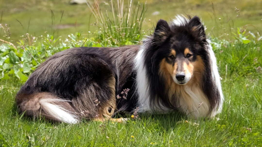 Scotch Collie Dogs Breed - Information, Temperament, Size & Price | Lancaster Puppies