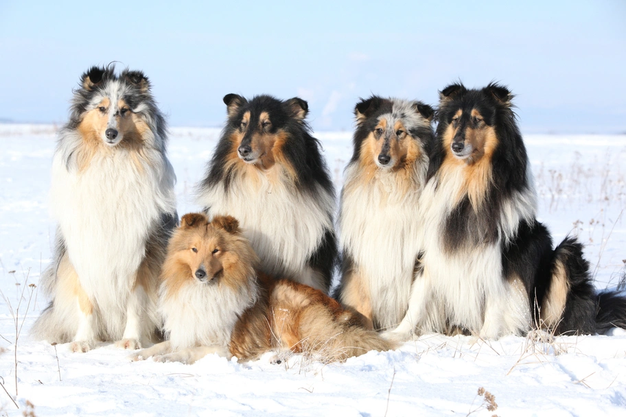 Scotch Collie Dogs Breed - Information, Temperament, Size & Price | Lancaster Puppies