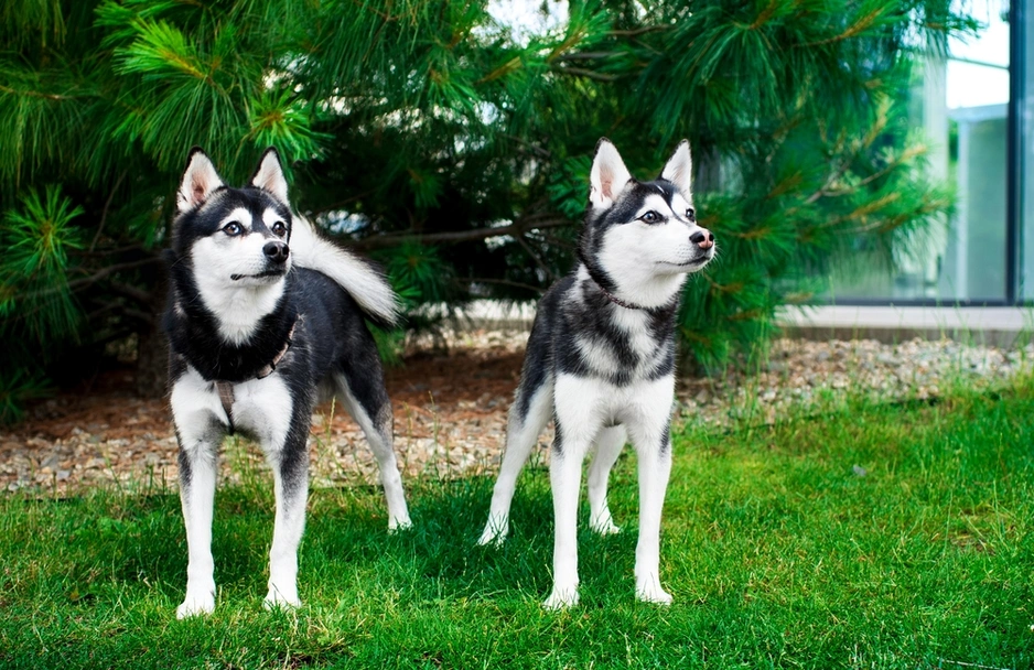 Alaskan Klee Kai Dogs Breed - Information, Temperament, Size & Price | Lancaster Puppies