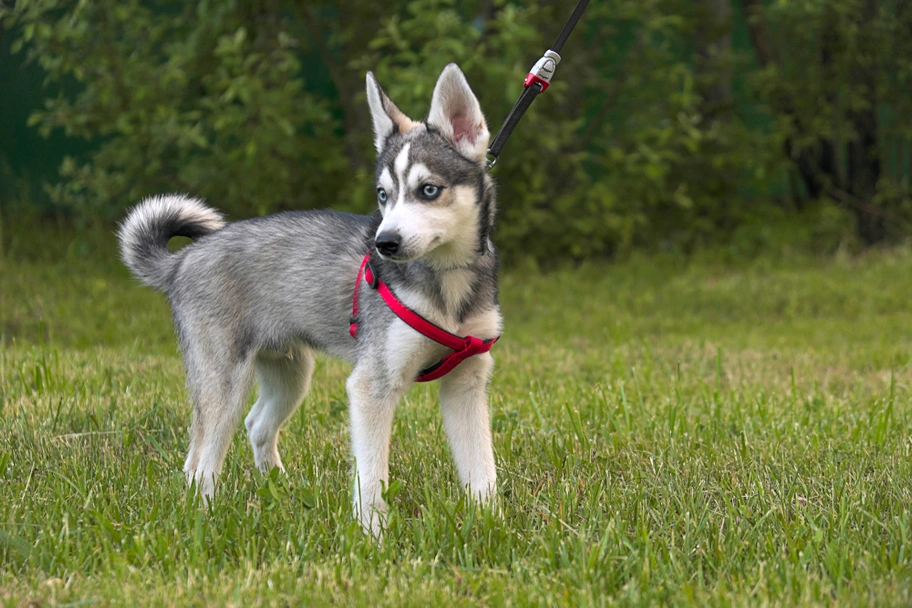 Alaskan Klee Kai Dogs Breed - Information, Temperament, Size & Price | Lancaster Puppies