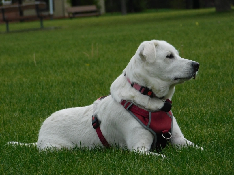 Akbash Dog Dogs Breed - Information, Temperament, Size & Price | Lancaster Puppies