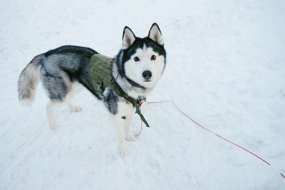 Alaskan Husky Dogs Breed - Information, Temperament, Size & Price | Lancaster Puppies