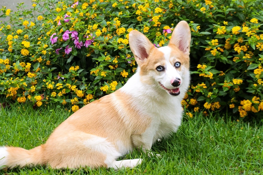 American Corgi Dogs Breed - Information, Temperament, Size & Price | Lancaster Puppies