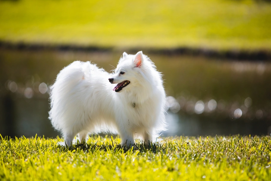 American Eskimo Dog Dogs Breed - Information, Temperament, Size & Price | Lancaster Puppies
