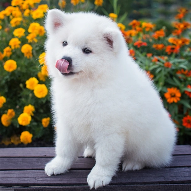 American Eskimo Dog Dogs Breed - Information, Temperament, Size & Price | Lancaster Puppies