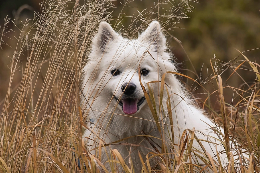 American Eskimo Dog Dogs Breed - Information, Temperament, Size & Price | Lancaster Puppies