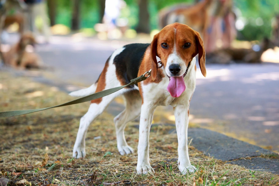 American Foxhound Dogs Breed - Information, Temperament, Size & Price | Lancaster Puppies