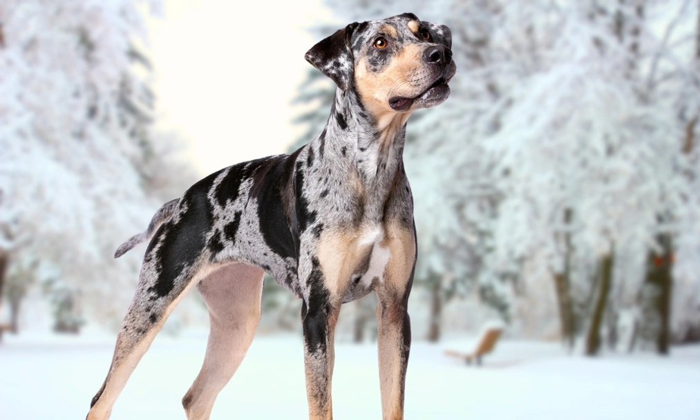 American Leopard Hound Dogs Breed - Information, Temperament, Size & Price | Lancaster Puppies