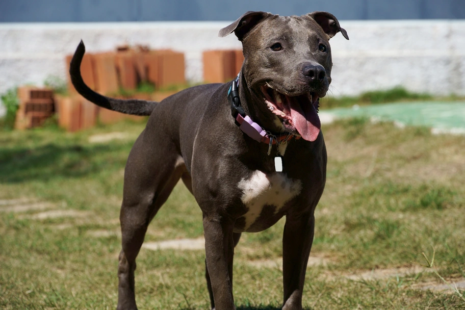 American Pit Bull Terrier Dogs Breed - Information, Temperament, Size & Price | Lancaster Puppies