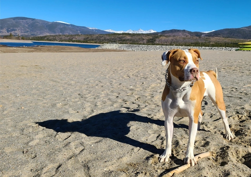 American Pit Bull Terrier Dogs Breed - Information, Temperament, Size & Price | Lancaster Puppies