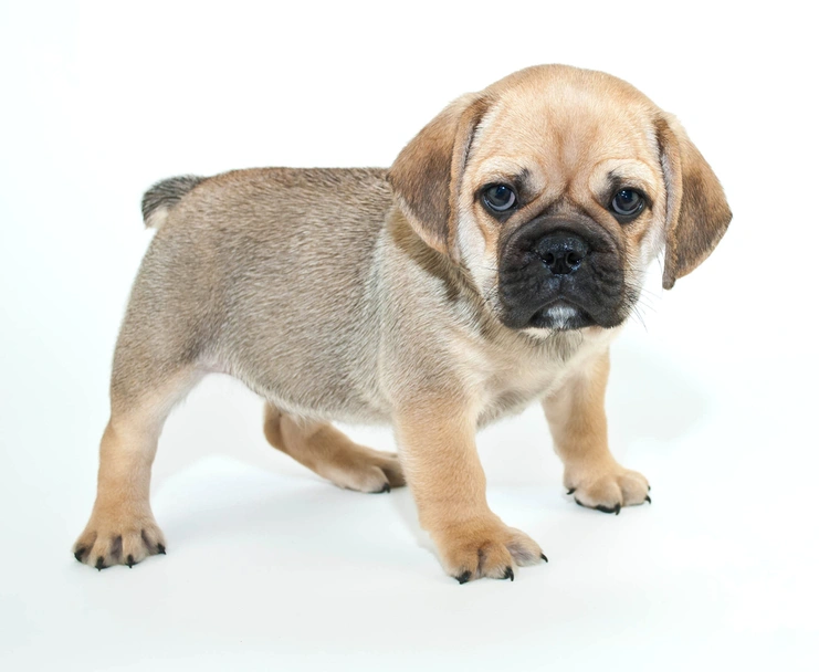 Beabull Dogs Breed - Information, Temperament, Size & Price | Lancaster Puppies