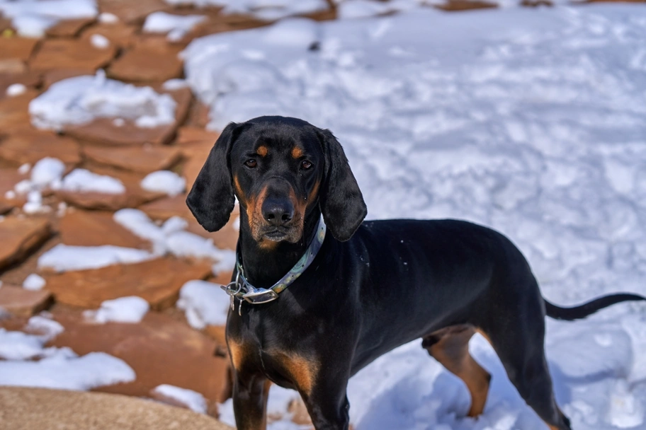Black and Tan Coonhound Dogs Breed - Information, Temperament, Size & Price | Lancaster Puppies