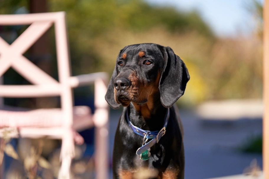 Black and Tan Coonhound Dogs Breed - Information, Temperament, Size & Price | Lancaster Puppies