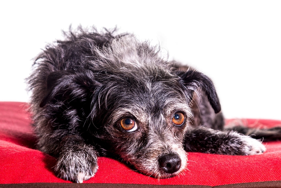 Dorkie Dogs Breed - Information, Temperament, Size & Price | Lancaster Puppies