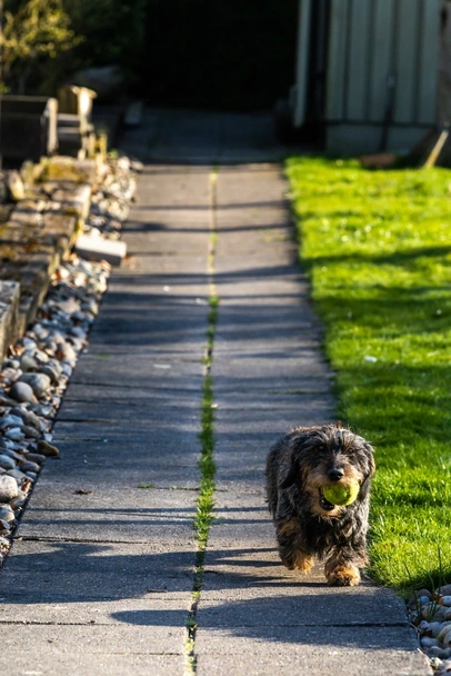 Dorkie Dogs Breed - Information, Temperament, Size & Price | Lancaster Puppies