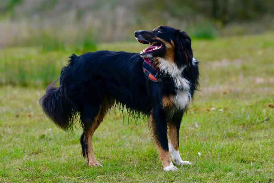 English Shepherd Dogs Breed - Information, Temperament, Size & Price | Lancaster Puppies