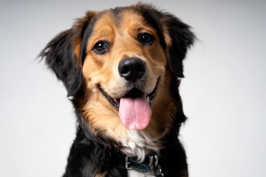 English Shepherd Dogs Breed - Information, Temperament, Size & Price | Lancaster Puppies