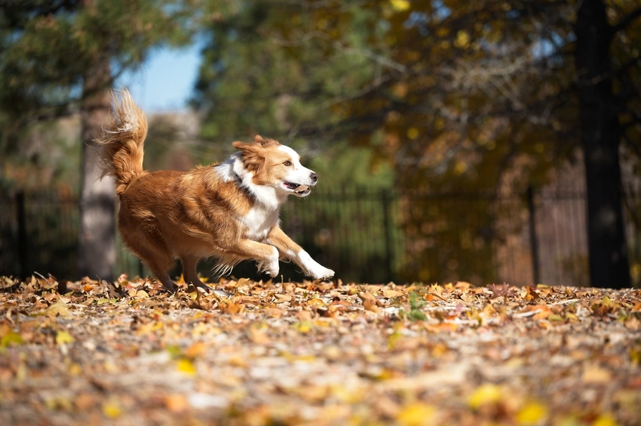 English Shepherd Dogs Breed - Information, Temperament, Size & Price | Lancaster Puppies