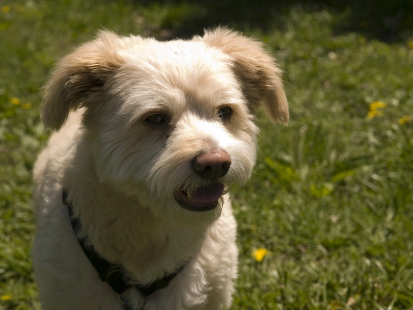 Eskipoo Dogs Breed - Information, Temperament, Size & Price | Lancaster Puppies