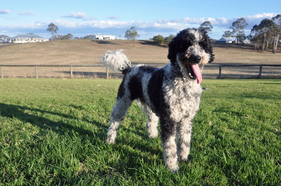 Giant Schnoodle Dogs Breed - Information, Temperament, Size & Price | Lancaster Puppies
