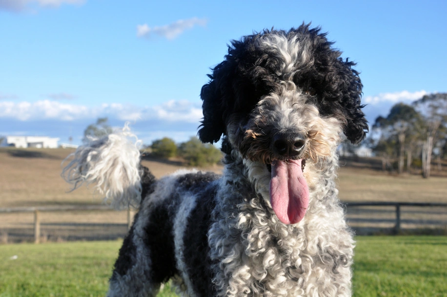 Giant Schnoodle Dogs Breed - Information, Temperament, Size & Price | Lancaster Puppies