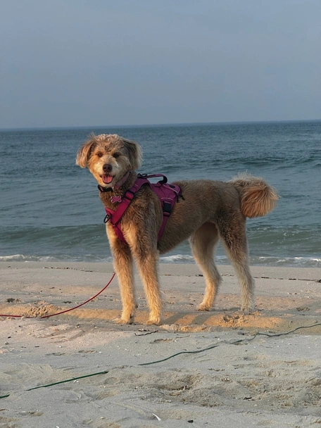 Huskipoo Dogs Breed - Information, Temperament, Size & Price | Lancaster Puppies