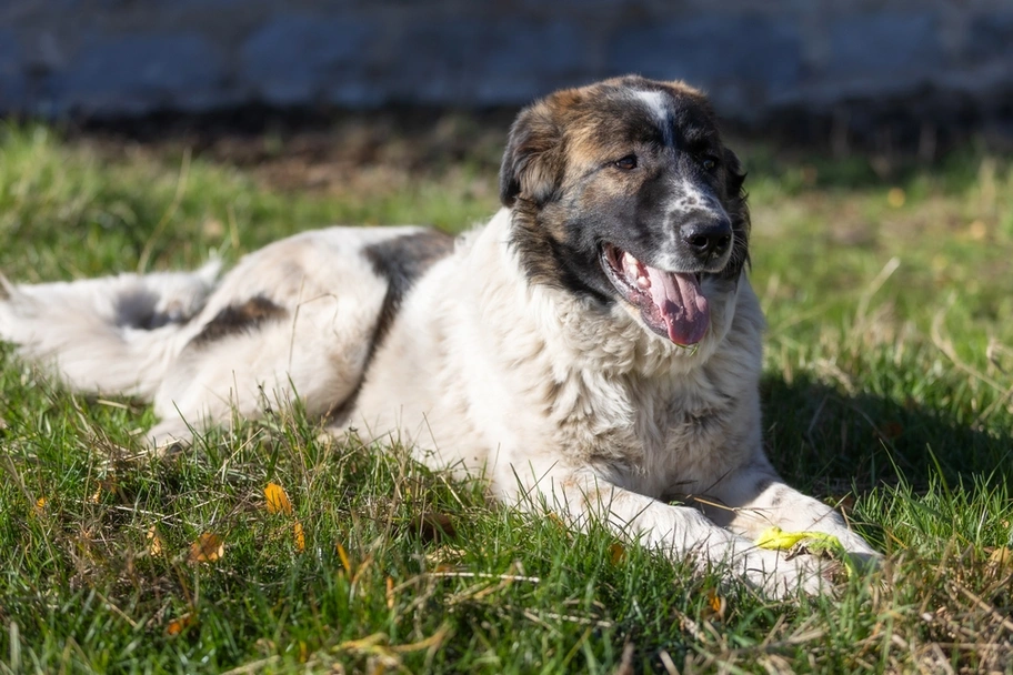 Karakachan Dogs Breed - Information, Temperament, Size & Price | Lancaster Puppies
