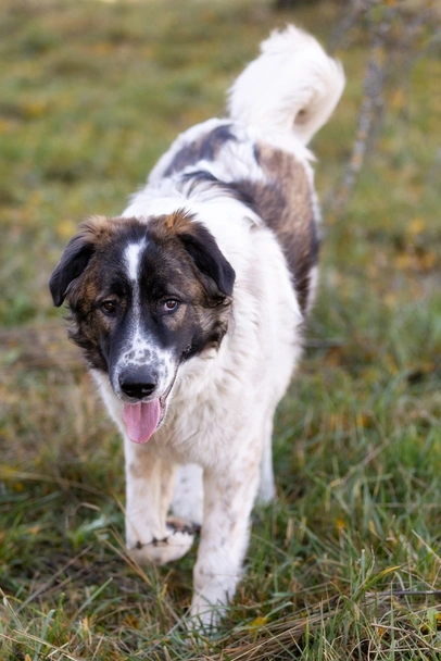 Karakachan Dogs Breed - Information, Temperament, Size & Price | Lancaster Puppies