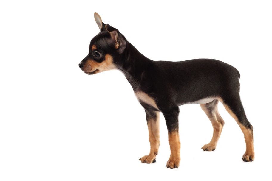 Manchester Terrier Toy Dogs Breed - Information, Temperament, Size & Price | Lancaster Puppies
