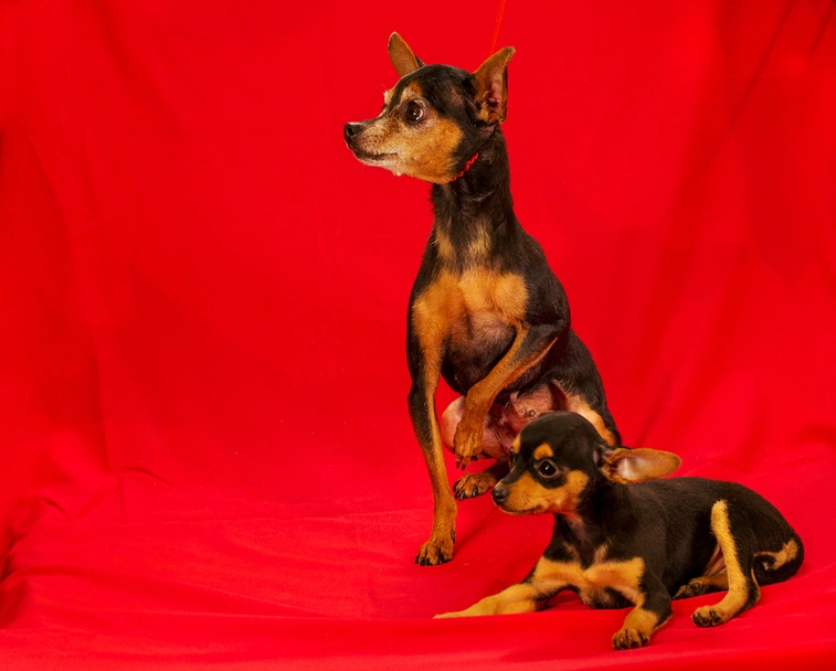 Manchester Terrier Toy Dogs Breed - Information, Temperament, Size & Price | Lancaster Puppies