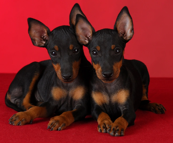 Manchester Terrier Toy Dogs Breed - Information, Temperament, Size & Price | Lancaster Puppies