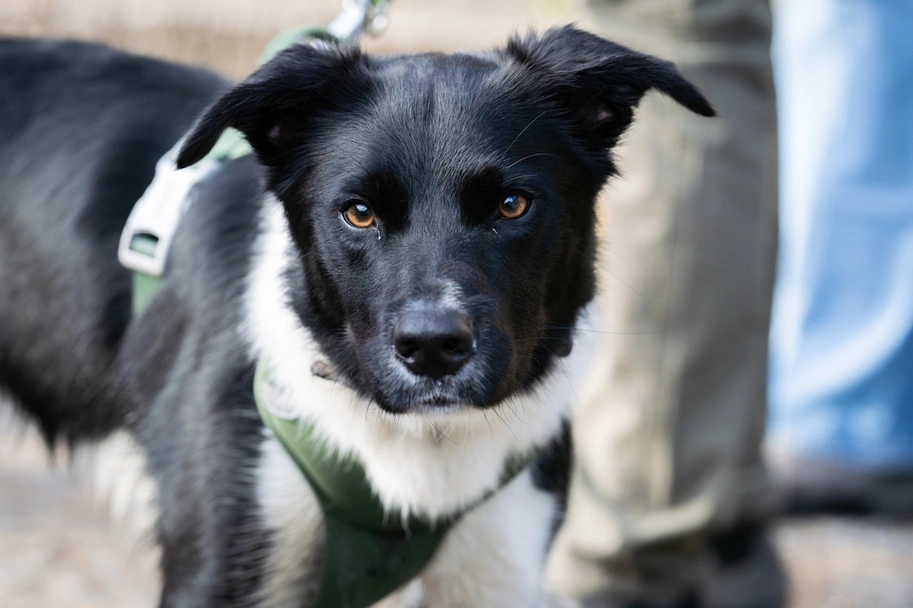 McNab Shepherd Dogs Breed - Information, Temperament, Size & Price | Lancaster Puppies