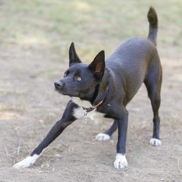 McNab Shepherd Dogs Breed - Information, Temperament, Size & Price | Lancaster Puppies