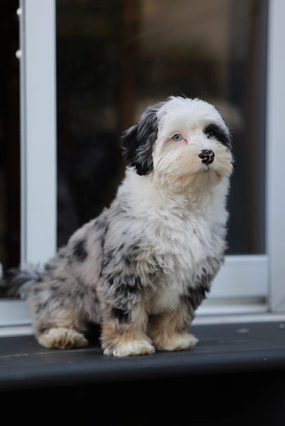 Mini Sheepadoodle Dogs Breed - Information, Temperament, Size & Price | Lancaster Puppies