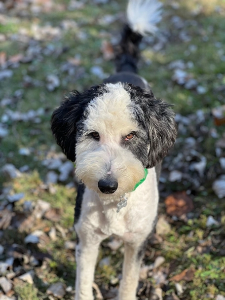 Mini Sheepadoodle Dogs Breed - Information, Temperament, Size & Price | Lancaster Puppies