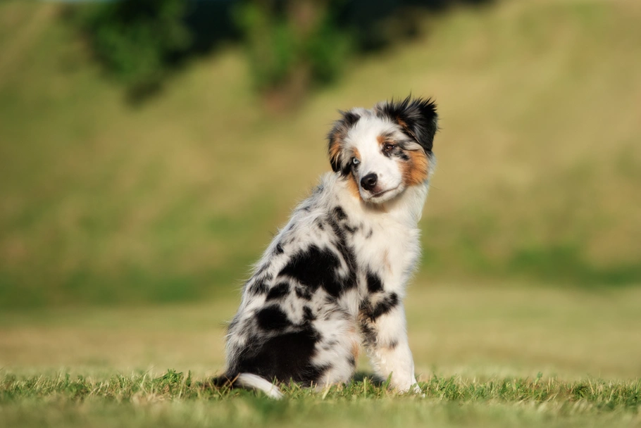 Miniature American Shepherd Dogs Breed - Information, Temperament, Size & Price | Lancaster Puppies