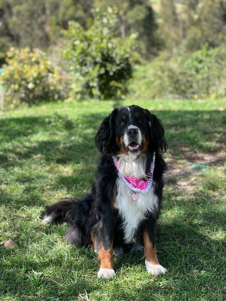 Miniature Bernese Mountain Dog Dogs Breed - Information, Temperament, Size & Price | Lancaster Puppies