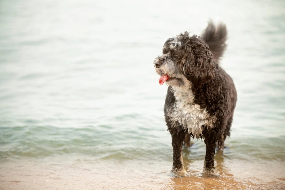Miniature Bernese Mountain Dog Dogs Breed - Information, Temperament, Size & Price | Lancaster Puppies