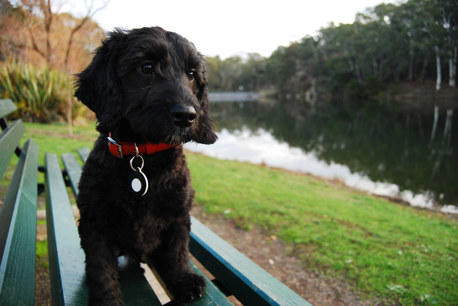 Miniature Labradoodle Dogs Breed - Information, Temperament, Size & Price | Lancaster Puppies