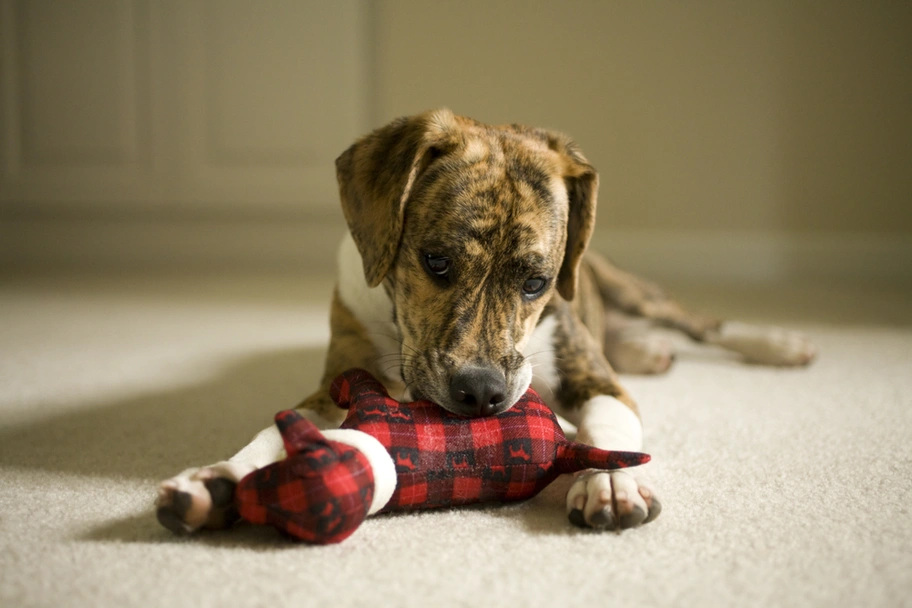 Mountain Feist Dogs Breed - Information, Temperament, Size & Price | Lancaster Puppies