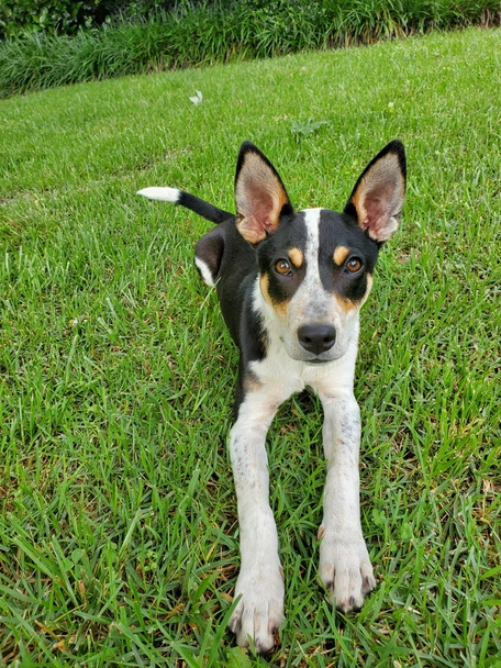 Mountain Feist Dogs Breed - Information, Temperament, Size & Price | Lancaster Puppies