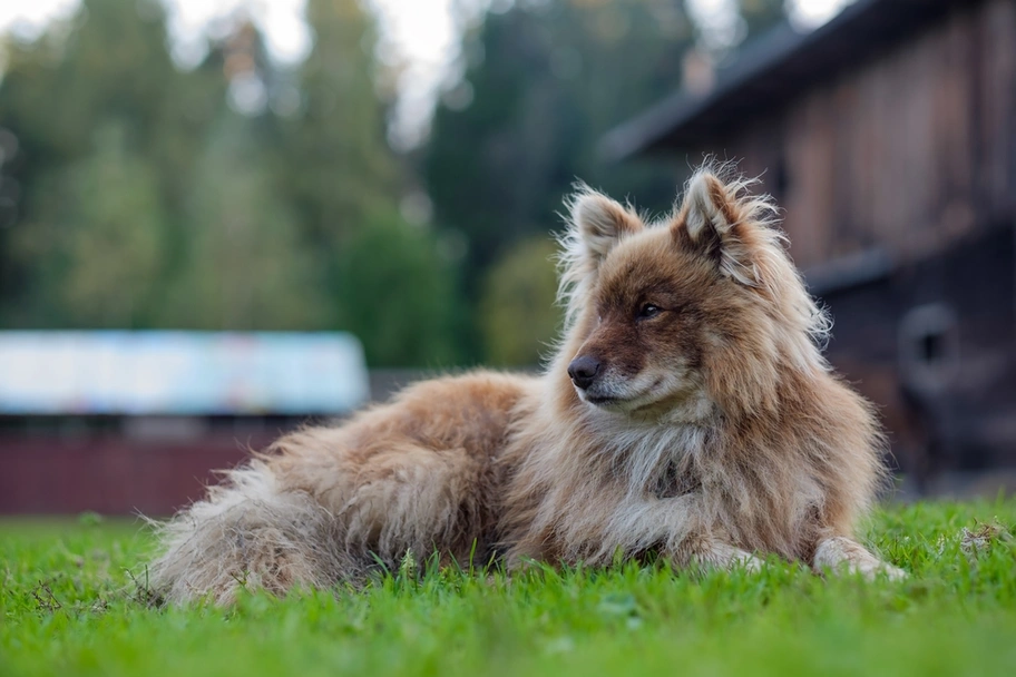 Nenets Herding Laika Dogs Breed - Information, Temperament, Size & Price | Lancaster Puppies