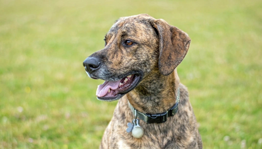 Plott Hound Dogs Breed - Information, Temperament, Size & Price | Lancaster Puppies