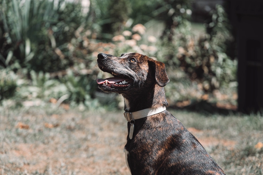 Plott Hound Dogs Breed - Information, Temperament, Size & Price | Lancaster Puppies
