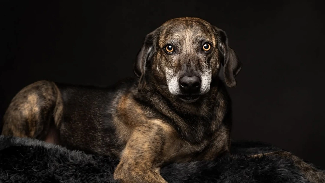 Plott Hound Dogs Breed - Information, Temperament, Size & Price | Lancaster Puppies
