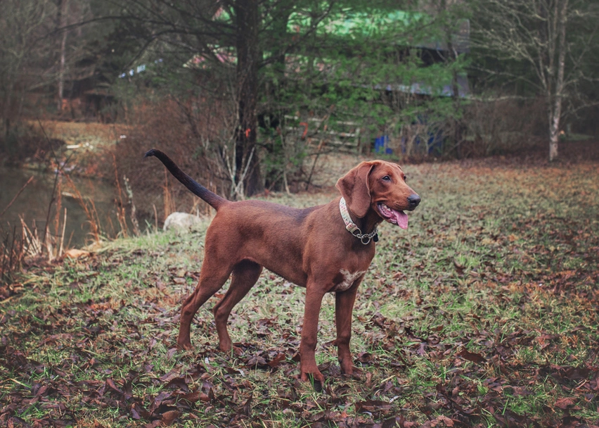 Redbone Coonhound Dogs Breed - Information, Temperament, Size & Price | Lancaster Puppies