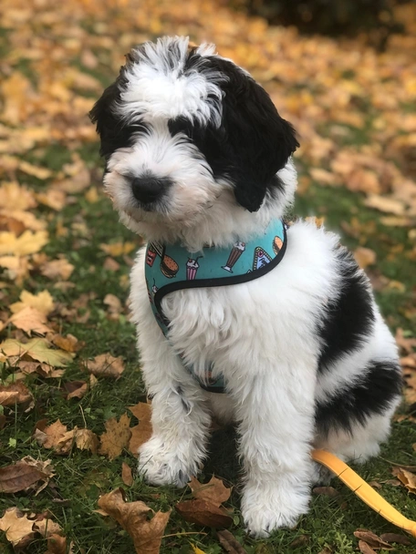 Saint Berdoodle Dogs Breed - Information, Temperament, Size & Price | Pets4Homes