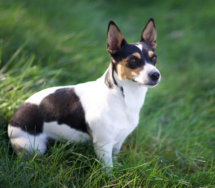 Teddy Roosevelt Terrier Dogs Breed - Information, Temperament, Size & Price | Lancaster Puppies