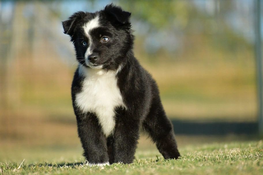 Toy Australian Shepherd Dogs Breed - Information, Temperament, Size & Price | Lancaster Puppies